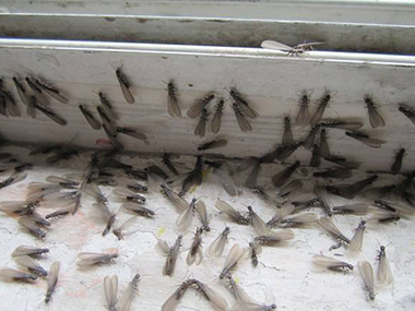石排白蚁预防中心什么是飞蚁？怎么灭治飞蚁