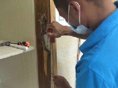 莞城白蚁防治怎么预防白蚁分飞期危害