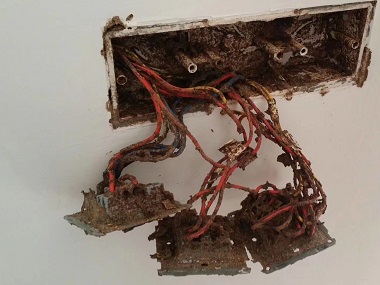 发现白蚁危害为什么不能喷杀虫水