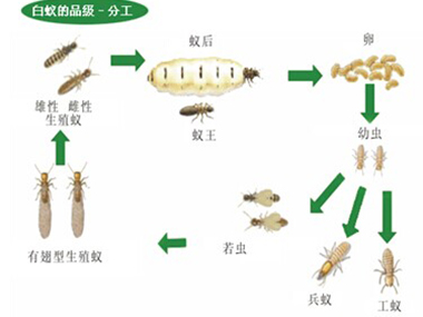 大朗白蚁防治公司告诉你白蚁危害散布在什么地方