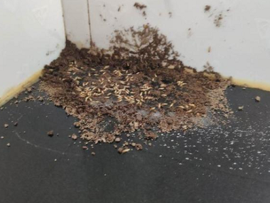 石排灭治白蚁认识一下白蚁的危害以及白蚁的特性