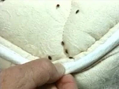 虎门灭臭虫公司有5种办法教你家里有臭虫怎么办