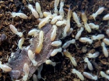 南城白蚁预防站因白蚁侵袭所致百年老屋坍塌