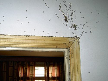 虎门白蚁预防中心提示：千万不要对白蚁和蚁路喷杀虫药水！