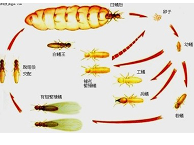 沙田白蚁防治专家说一下白蚁的蚁后是怎么产生的