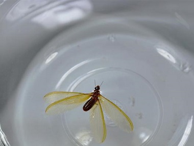 石碣验收白蚁所：有飞蚁飞进家里怎么办