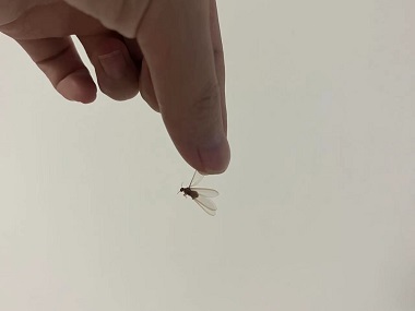 大朗白蚁控制机构白蚁为什么会长出翅膀呢